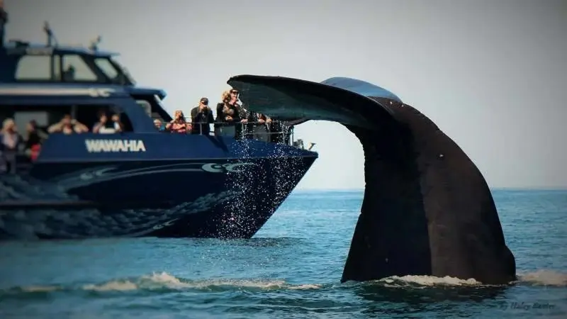 Kaikoura Whale Watch Tour